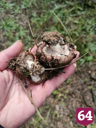 Саратовцы собирают сморчки-гиганты тазиками