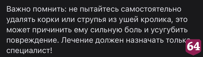 Саратовские ветеринары вылечили уши белому великану Снежке